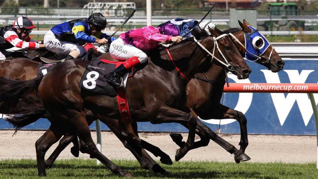 melbourne cup betting trends public