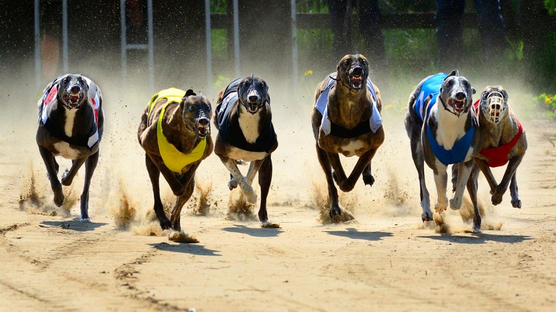 Greyhounds Betting Advice