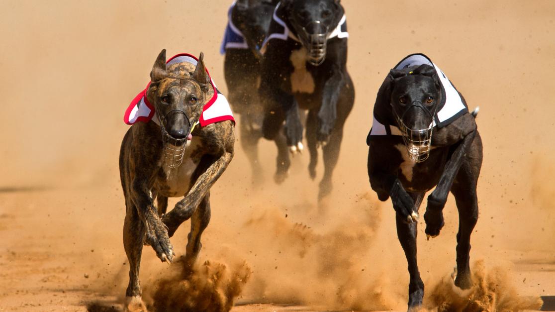 Best Bookie | Greyhounds Betting
